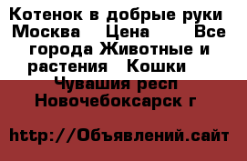 Котенок в добрые руки. Москва. › Цена ­ 5 - Все города Животные и растения » Кошки   . Чувашия респ.,Новочебоксарск г.